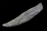 Fossil Pygmy Sperm Whale (Kogiopsis) Tooth #78228-1
